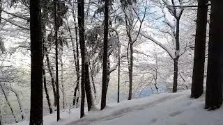 Thumbnail: Belgrade Forest, Istanbul under snow [Feb. 23, 2025]