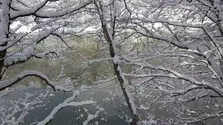Thumbnail: Belgrade Forest, Istanbul under snow [Feb. 23, 2025]