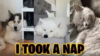 Thumbnail: I Took A Nap Tiktok Videos (I Took a Nap Challenge) (Dogs and Cats)