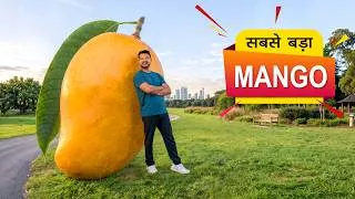 Thumbnail: सबसे बड़ा आम 🥭 World’s Biggest Mango | Hindi Comedy | Pakau TV Channel