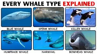 Thumbnail: Every Whale Type Explained 