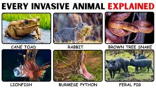 Thumbnail: Every Invasive Animal Destroying The Planet | Explained in 11 minutes