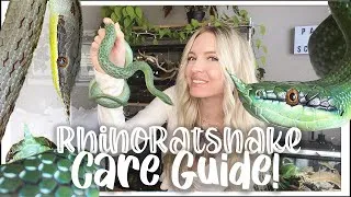 Thumbnail: Rhino Ratsnake CARE GUIDE + Enclosure Setup!