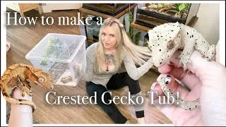 Thumbnail: How to Set Up a Crested Gecko Tub + How I Incubate My Babies!
