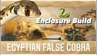 Thumbnail: Egyptian False Cobra Enclosure Build!