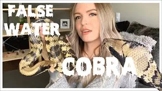 Thumbnail: False Water Cobra: What Are They REALLY Like??