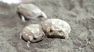 Thumbnail: Rain frog Runs…Digs…Then Sleeps!☹️