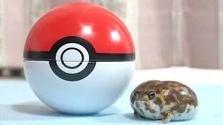 Thumbnail: Relaxing time with cute Rain frogs😌
