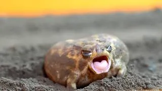 Thumbnail: Rain frogs, wake up. Cute assortment 🎁 10