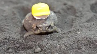 Thumbnail: [Cuteness Overload] The sounds the Rain frogs made while eating were just too cute.🥰
