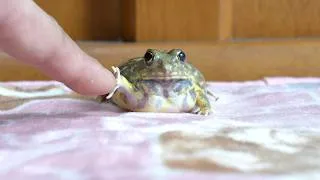 Thumbnail: Mystery of the Chaco horned frog.