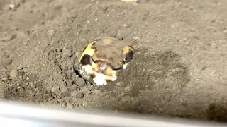 Thumbnail: Recent updates on Rain Frog, who hasn't made many appearances lately.