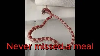Thumbnail: Reptile room reality