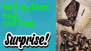 Thumbnail: Ball python egg cutting