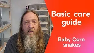 Thumbnail: Baby corn snake care guide