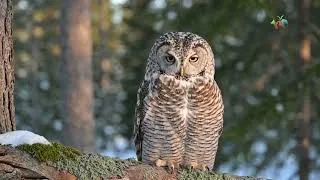 Thumbnail: Top 10 Most Mysterious Birds on Earth to Soothe Your Soul 🌌✨   4K ASMR