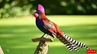Thumbnail: Top 20 Most Exotic Birds in the World for Ultimate Relaxation 🌿🦜   4K ASMR