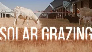 Thumbnail: How Sheep Are Solving One of Solar Power's Biggest Problems