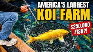 Thumbnail: Inside America’s Largest Koi Farm: How Fish Become Living Art | PARAGRAPHIC