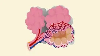 Thumbnail: VQ Technician Programme - Day 3, Session 1- Respiratory System - Overview