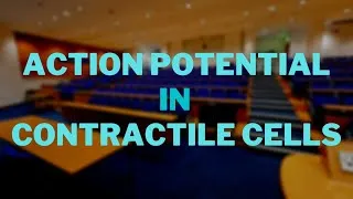 Thumbnail: Action Potential in Contractile Cells