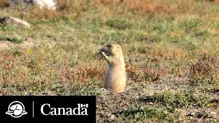 Thumbnail: Good dog! | Climate Crew | Parks Canada