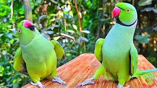 Thumbnail: Ranking Best Parrot Talking Moments