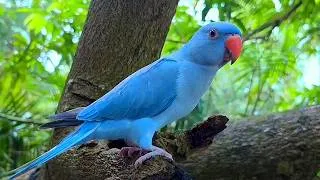 Thumbnail: Blue Ringneck Parrot Natural Sounds