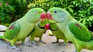 Thumbnail: Mommy Parrot Greets Her Baby… ANGRY STYLE! 😳🔥🦜