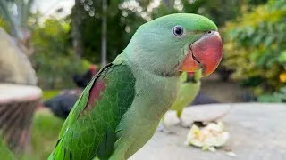 Thumbnail: Baby Parrot Tries Guava for the First Time! 🦜🍈