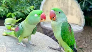 Thumbnail: Talking Parrot Meets Baby Alexandrine Parrot for the First Time 🥹🦜