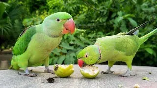 Thumbnail: Indian Ringneck Teaches Baby Alexandrine Parrot How to Eat Guava! 🦜❤️