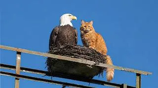 Thumbnail: Eagles Being Surprisingly Funny 😂 Hilarious Bird Videos