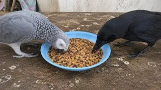 Thumbnail: When TALKING Parrot and a Crow Became Best Friends 😂 Best Birds Video