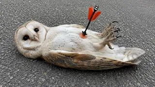 Thumbnail: Overdramatic Birds Who Deserve an Oscar 😂 Funny Birds Videos 2026