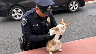 Thumbnail: When the Police Arrested the Cat 😂 The Funniest Animals Ever