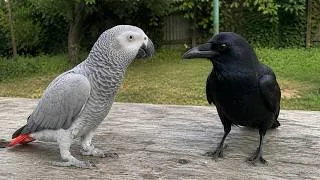 Thumbnail: When TALKING Parrot Met A Crow 😂 Hilarious Birds Video