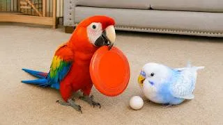 Thumbnail: Smart And Funny Parrots Parrot Talking Videos Compilation (2026) - Cute Birds #26