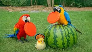 Thumbnail: Smart And Funny Parrots Parrot Talking Videos Compilation (2026) - Cute Birds #25