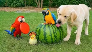 Thumbnail: Smart And Funny Parrots Parrot Talking Videos Compilation (2026) - Cute Birds #24