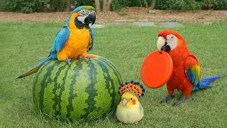 Thumbnail: Smart And Funny Parrots Parrot Talking Videos Compilation (2026) - Cute Birds #22