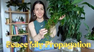 Thumbnail: Easy Peace Lily Propagation | Hydro Houseplant Care | Variegated Peace Lily | Plants Living in Water