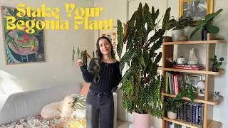 Thumbnail: How to Make Your Begonia Maculata Grow Tall and Bushy! Staking a Begonia Maculata Wightii w Bamboo