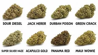 Thumbnail: Every Sativa Weed Strain You'll Ever Find Explained