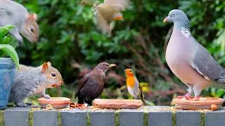 Thumbnail: CAT TV NO ADS 🕊️ Birds & Squirrels for Cats to Watch 🐿️ Video for cats 4K HDR