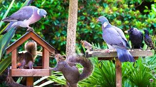 Thumbnail: CAT TV NO ADS 🕊️ Spring Birds & Squirrels Visit the Birdtables 🐿️ Videos for cats 4K HDR 10 Hours