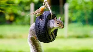 Thumbnail: CAT TV NO ADS 🕊️ Summer Squirrels Play on the Garden Tire Swing 🐿️ Bird videos for cats 4K 10 Hours