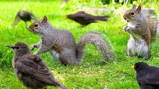 Thumbnail: Cat TV NO ADS 🕊️ Birds & Squirrels Scavenge Under the Bird Feeders 🐿️ Videos for Cats to Watch