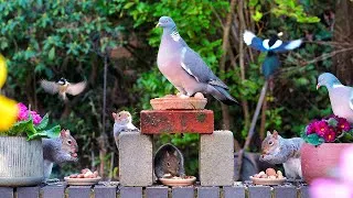 Thumbnail: CAT TV NO ADS 🕊️ Birds & Squirrels Discover Food on Wall 🐿️ Videos for cats to watch 4K HDR