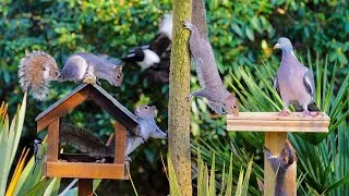Thumbnail: CAT TV NO ADS 🕊️ Birds & Squirrels Squabble on the Birdtables 🐿️ Bird Videos for Cats 4K HDR